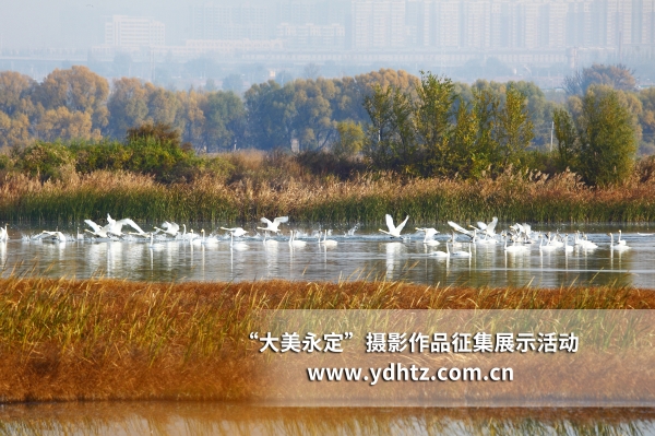 【大美永定】生態(tài)修復再現(xiàn)鳥類樂園