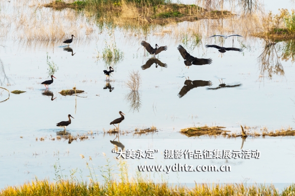 【大美永定】生態(tài)修復再現(xiàn)鳥類樂園