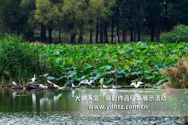 【大美永定】生態(tài)修復再現(xiàn)鳥類樂園